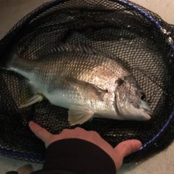 ベイトチニング