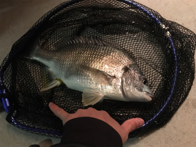 ベイトチニング