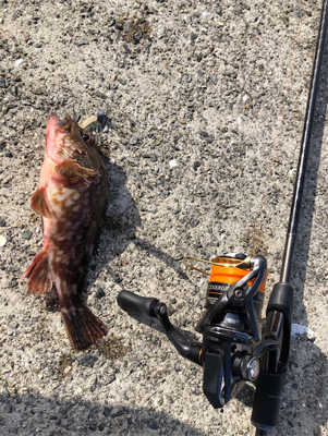 とある港のガッシー