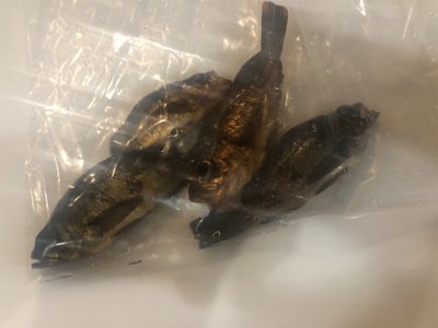 エギング不発からのメバリング