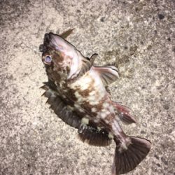 良型ガシリング