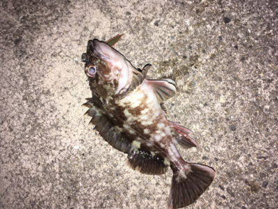 良型ガシリング