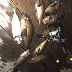 メバルを仕入れに