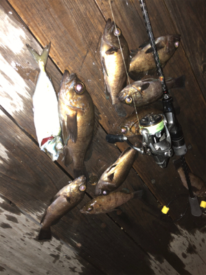 メバルを仕入れに