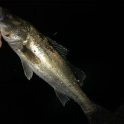 ⭐︎シーバス⭐︎