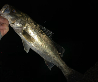 ⭐︎シーバス⭐︎