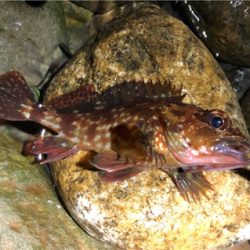 とあるゴロタ浜ロック