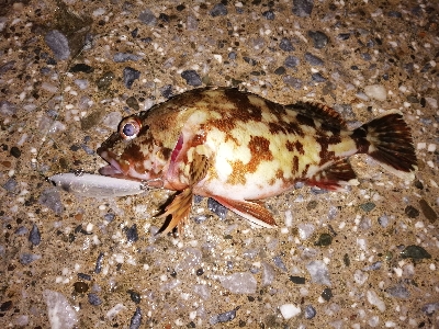 一瞬の雨後地合い