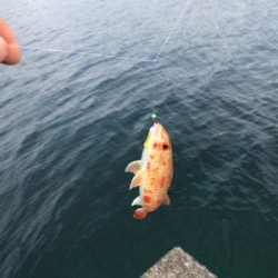 ジグパラサビキ