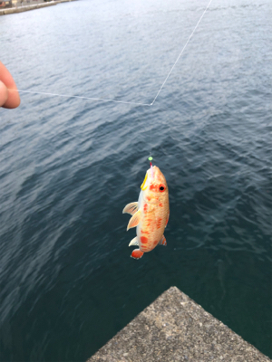 ジグパラサビキ