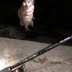 メバル調査︎︎︎✌︎