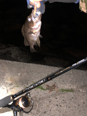 メバル調査︎︎︎✌︎