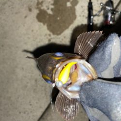 フロートゲーム