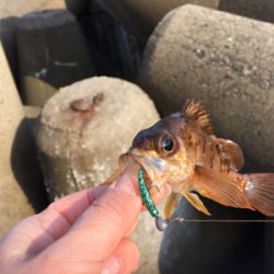 またまたデイメバル