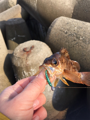 またまたデイメバル