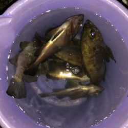 3密を避け、メバリング！