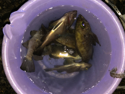 3密を避け、メバリング！