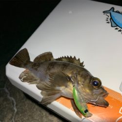 爆風メバリング