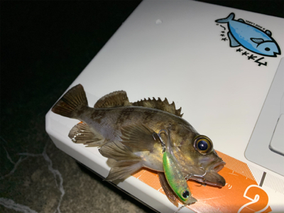 爆風メバリング