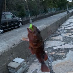 メバリング釣果