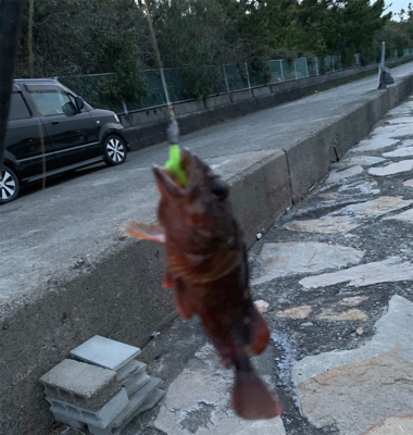 メバリング釣果