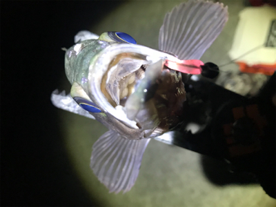 プラグ、フロートメバリング