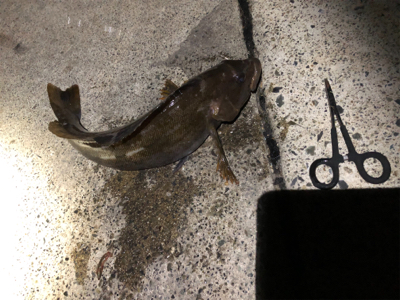 鮎川港で夜釣り