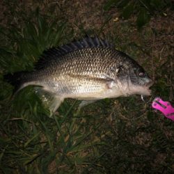 デイ&ナイトチニング