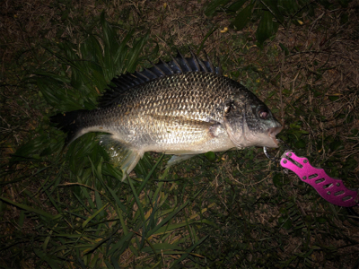 デイ&ナイトチニング