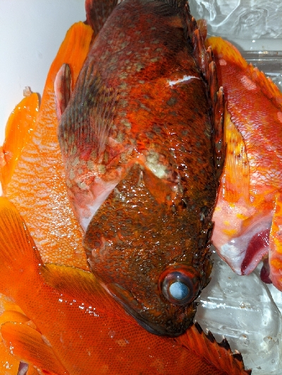 テンヤ・タイラバ船