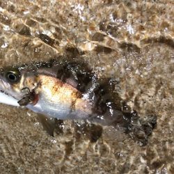 とあるサーフ&ゴロタのライトロック