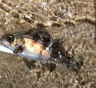 とあるサーフ&ゴロタのライトロック…