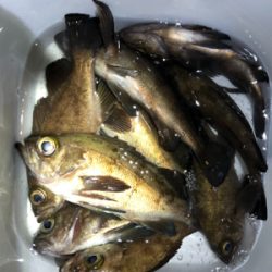 マズメからのメバリング