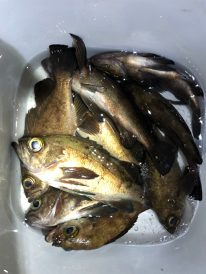 マズメからのメバリング