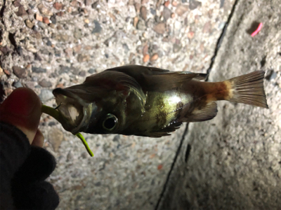 サクッとメバル達