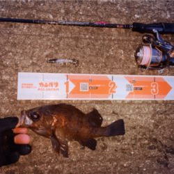 メバリング楽しいです