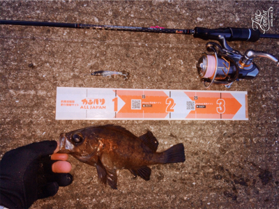 メバリング楽しいです