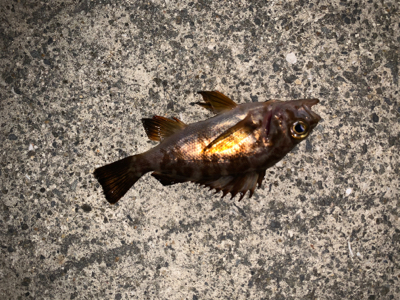 今宵はメバリングへ