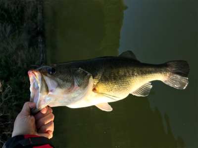 午前中ボート釣行！