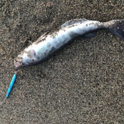 北海道後志でのショアサクラマス釣行