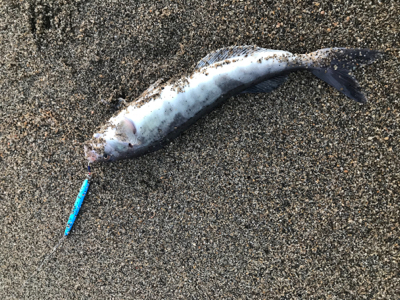 北海道後志でのショアサクラマス釣行