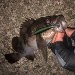 初場所 メバリング