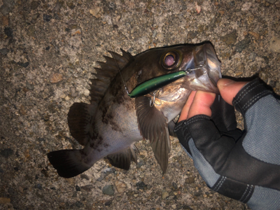 初場所 メバリング