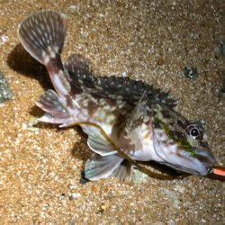 とある雨上がりのサーフプラッキング