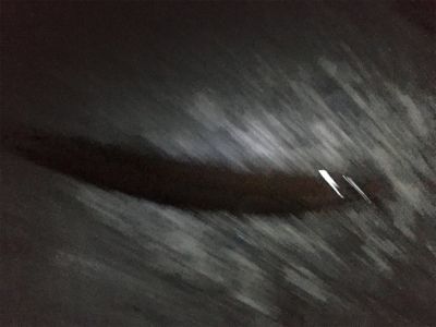 久しぶりのニョロニョロ