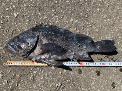 オフショアロック熱いです!