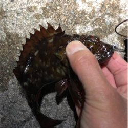 とあるガシラの祭り