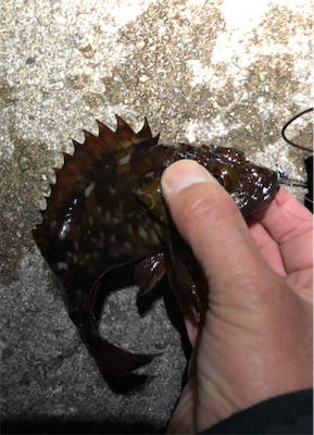 とあるガシラの祭り