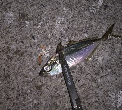 ナイトアジング