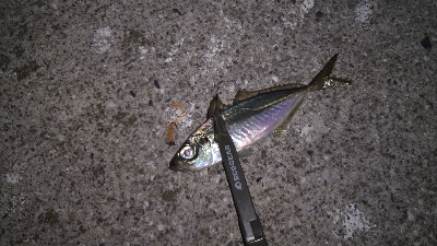 ナイトアジング